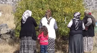 Celal Baba Türbesini Ziyaret Edenler Ağaçlara Bez Bağlayıp Dilek Tutuyor