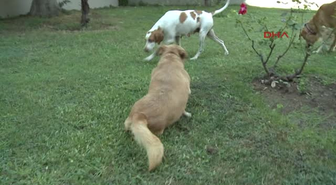 Magandanın Balkonda Vurduğu Köpeğe Lazer Tedavisi