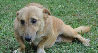 Magandanın Felç Bıraktığı Köpeğe Lazer Tedavisi
