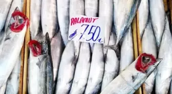 Marmara'da Balık Az, Fiyatlar Yüksek