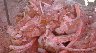 10 Tonluk Gergedan Fosili Gün Yüzüne Çıkarılıyor