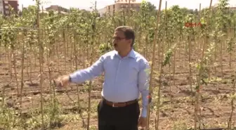 Era Daralıyor Diye Ağaçlandırmaya Karşı Çıkılıyor