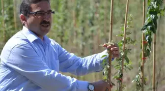 Mera Daralıyor Diye Ağaçlandırmaya Karşı Çıkılıyor'