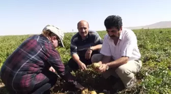 Aksaray'da Patates Tarlaları Kontrol Ediliyor