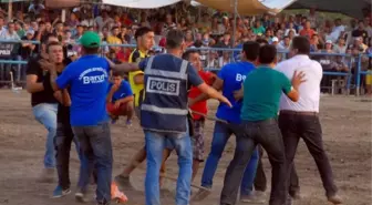 Boğa Güreşlerinde Kan Aktı