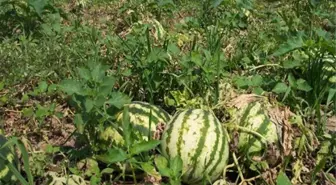 Karpuz Üretimi Urfa'da Azaldı