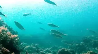Körfez'deki İyileşme Balığa Yaradı