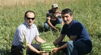 Bayburt'ta Kavun, Karpuz Hasadı Yüz Güldürüyor