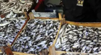 Trol Yasağının Sona Ermesi Balıkçıları Sevindirdi