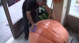 200 kilogramlık bal kabağı -