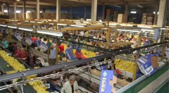 Narenciye İhracat Sezonu Başladı