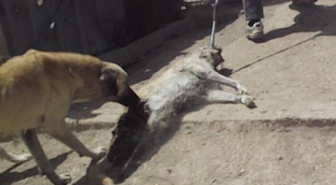 Niğde Hayvan Barınağında Köpekler Birbirini Parçalayıp Yiyor