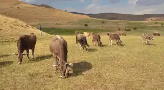 Yüksekova'da Hayvancılık Gelişiyor