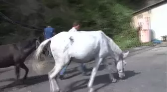 Ocaklar Üretimi Durdurdu Madenci Katırlar İşsiz Kaldı