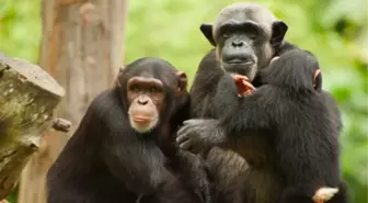 Yapılan Araştırmada Çıkan Şok Sonuç: Şempanze ve İnsan 'Doğuştan Cani'