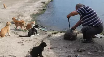 Kedilerin Umudu Balıkçılar