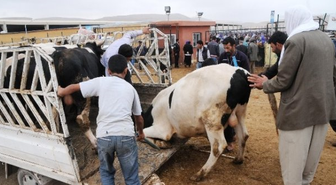 'Kurbanlıklara Eziyet Etmeyin'