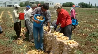 İlk Milli Patates Tohumunun Hasadı Yapıldı