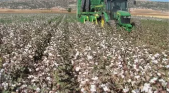Beyaz Altın'In Hasadına Başlandı
