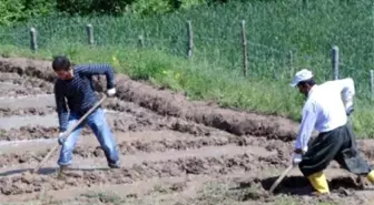 Don Afeti Nedeniyle Çiftçilere Yapılan Ödemeler