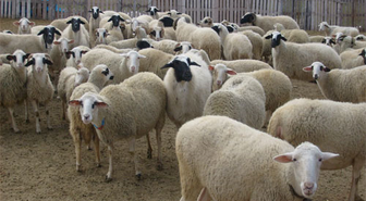 Kurban Bayramı'na Doğru