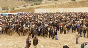 Kurbanlık Çok Alıcı Yok