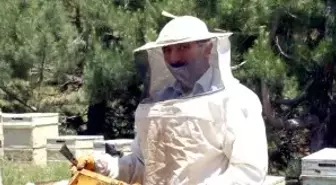 Muğla'da Çam Balı Hasadı Düşüşle Başladı