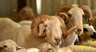 Kurban Bayramı Öncesi Tedbirler Artırıldı