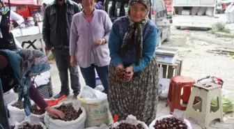 Meşhur Erfelek Kuzu Kestanesi Büyük İlgi Görüyor