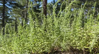 Şifa Kaynağı Sütçüler Kekiği Dünyaya İhraç Ediliyor