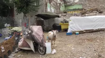 Antik Tiyatro Koyun Ağılı Oldu