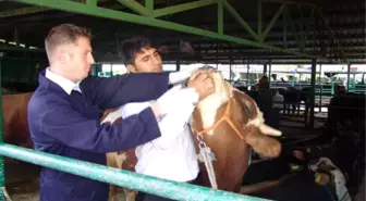 Gıda, Tarım ve Hayvancılık İl Müdürlüğü'nden Kurban Uyarısı