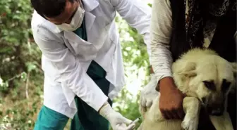 Dr. Okur: 'Kedi ve Köpekler Kuduza Karşı Mutlaka Aşılatılmalıdır'