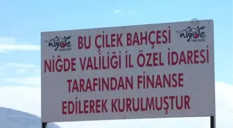 Niğde Çilekte Söz Sahibi Olmak İstiyor