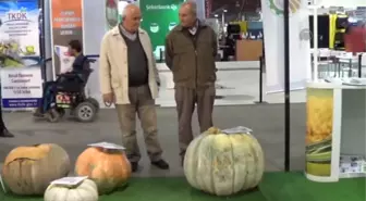 Kadın Çiftçi 82 Kilogramlık Bal Kabağı Yetiştirdi