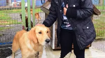 Sokak Hayvanları İçin Can Dostlar Şenliği Yapıldı