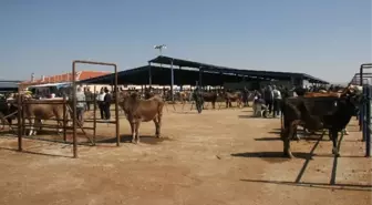 Afyonkarahisar'da Kurban Bayramı'na Doğru