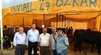 Aydın İli Kırmızı Et Üreticileri Birliği İzmir Hayvan Pazarında