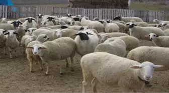 Küçükbaş Kurbanlıklarda Kalite 'Yüksek' Fiyatlar 'Normal'