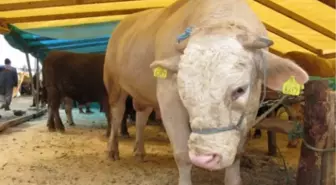 Kurban Pazarının Gözdeleri, Alıcılarını Bekliyor