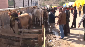 Sivas Kurban Pazarının Gözdeleri 'Kral' ile 'Paşa'