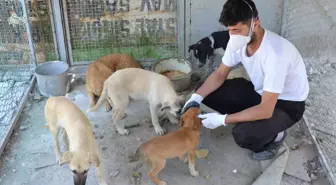 Ardahan'da Sokak Köpekleri Kısırlaştırılıyor