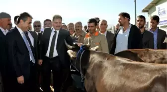 Başkan Ahbet Çakır, Hayvan Pazarı'nda İnceleme Yaptı