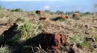 Çanakkale'nin En Güzel Ormanı Odun İçin Kesildi