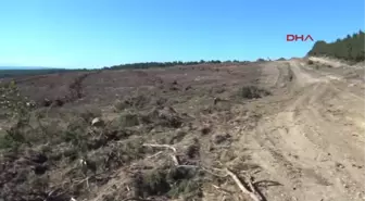 Çanakkale'nin En Güzel Ormanı Odun İçin Kesildi