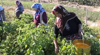 Kadınların Kırsal Alandaki Etkinliği Artacak