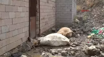 Hakkari Elektrik Akımına Kapılan İki İnek Telef Oldu