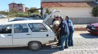 Tebessüm Ettiren Kurbanlık Taşıma Manzaraları