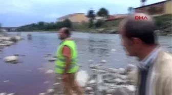 Rize'de Gözü Bağlı Kurbanlık Dana Kaçıp Dereye Girdi