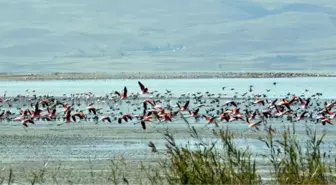 Kuraklık Flamingolara Yaradı